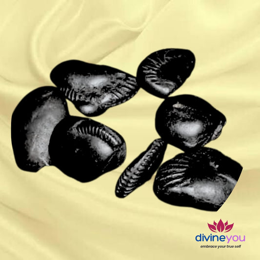 Natural Shaligram (Gandaki River Nepal)